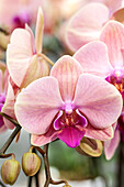 Phalaenopsis Fritzi 10