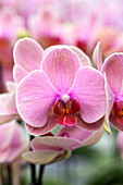 Phalaenopsis Hanni 1