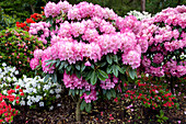 Rhododendron yakushimanum 'Fantastica'