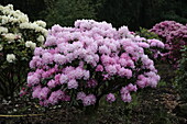 Rhododendron 'Album Novum'