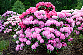 Rhododendron