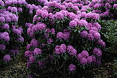 Rhododendron