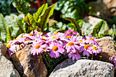 Osteospermum