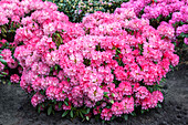 Rhododendron 'English Roseum'