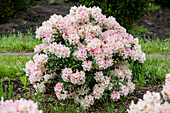 Rhododendron yakushimanum 'Yaku Queen'