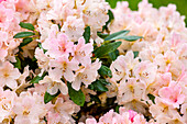 Rhododendron yakushimanum 'Yaku Queen'