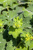 Alchemilla mollis