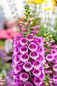 Digitalis purpurea 'Dalmatian Purple'