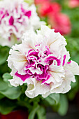 Petunia grandiflora Pirouette 'Rose'