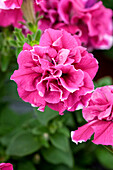 Petunia grandiflora Valentine