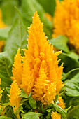 Celosia First Flame Yellow 