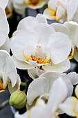 Phalaenopsis 'Katja 1'