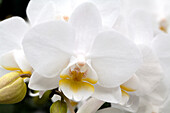 Phalaenopsis Delilah 11