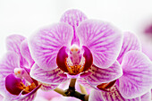 Phalaenopsis 'Katja 9