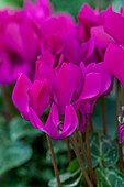 Cyclamen persicum 'Violett'