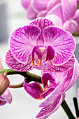 Phalaenopsis 'Arnella 1'