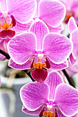 Phalaenopsis 'Sora 8'