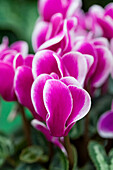 Cyclamen persicum Fantasia® 'Violet' (in pots)