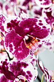 Phalaenopsis 'Alice 6'
