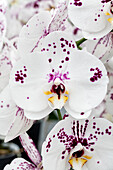 Phalaenopsis 'Pina 3'