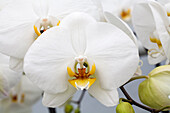 Phalaenopsis 'Angel 7'