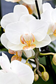 Phalaenopsis 'Linea 11'