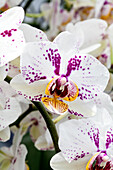 Phalaenopsis 'Antoinette 6'
