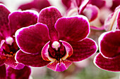 Phalaenopsis 'Judith 5'