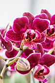 Phalaenopsis 'Judith 5'