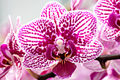 Phalaenopsis 'Melissa 2'