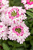 Verbena Vectura® Pink Wing'.