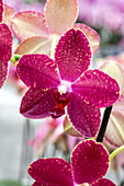 Phalaenopsis 'Tonka 5'