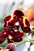 Phalaenopsis Naomi 3