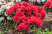 Rhododendron, red