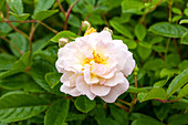 Rosa, weiß