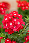 Verbena Samira® 'Scarlet Eye'