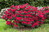 Rhododendron, red