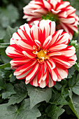 Dahlia x hortensis Lubega® 'Power Red White'