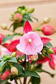 Fuchsia Fuchsita® 'Rose-White'