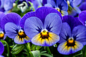 Viola cornuta 'Sorbet® XP Blue Jeans'