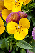 Viola cornuta 'Sorbet® XP Yellow Pink Jump Up'