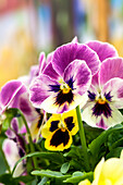 Viola cornuta 'Sorbet® XP Blotch Mix'