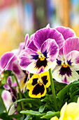 Viola cornuta 'Sorbet® XP Blotch Mix' (German)