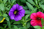 Calibrachoa 'Kabloom® Paradise Island'