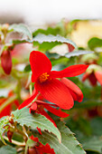 Begonia boliviensis Bellavista® 'Red'