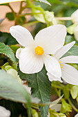 Begonia boliviensis Bellavista® 'Compact White'