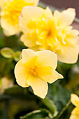 Begonia boliviensis Bellavista® 'Double Yellow'
