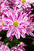 Chrysanthemum indicum 'Artistic Pink Improved'