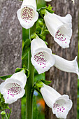 Digitalis purpurea