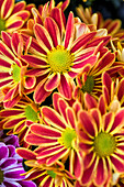Chrysanthemum indicum 'Artistic Armin Red'